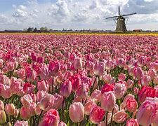 Image result for netherlands tulip fields