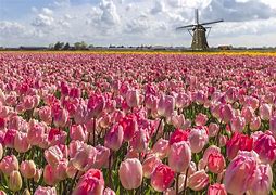 Image result for Flowers in the Netherlands
