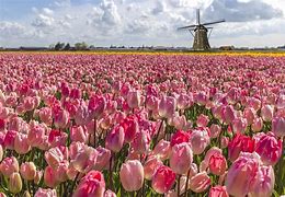 Image result for Tulip Fields in the Netherlands