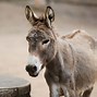 Image result for Donkey or Mule