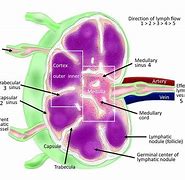 Image result for Pics of Lymph Nodes