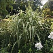 Miscanthus sinensis Cabaret-க்கான படிம முடிவு