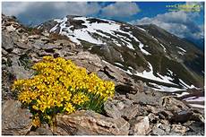 immagini piã di fiori report caccia alle fioriture d alta quota forum natura immagini piã di fiori report caccia alle fioriture d alta quota forum natura