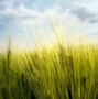Image result for Grain Texture 4K
