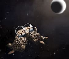 Image result for Otter Space Picyures