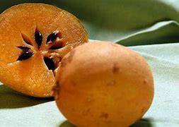 Image result for chicozapote