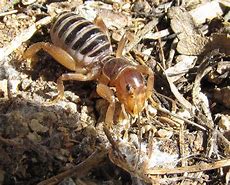 Image result for Jerusalem Cricket