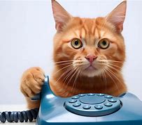 Image result for Cat Answering Phone