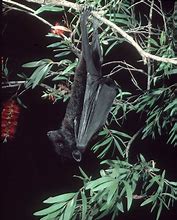 Image result for Black Flying Fox