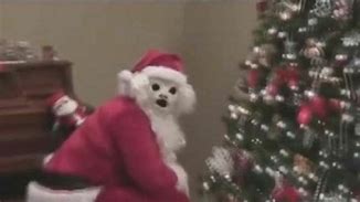 Image result for Cursed Christmas Cat