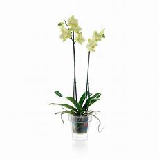 orchidea vaso trasparente vaso per orchidea trasparente vendita orchidea vaso trasparente vaso per orchidea trasparente vendita