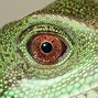 Image result for Lizard Brain Meme