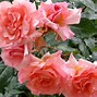 Image result for Rosa Compassion