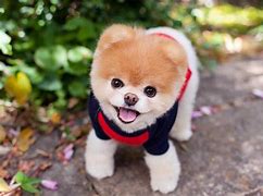 Image result for Cutest Dog in the World Boo Died