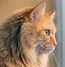 Image result for Red Siberian Cat