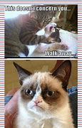 Image result for Awesome Cat Meme