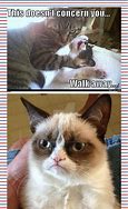 Image result for Funny Cat Meme Stickers