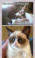 Image result for Hello Funny Cat Memes