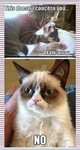 Image result for Laughing Cat Meme