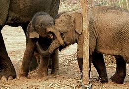 Image result for Los Angeles Zoo Elephans