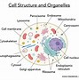 Image result for Cell Organelle Structure and Function Chart