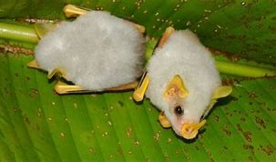 Image result for Honduran White Ghost Bat