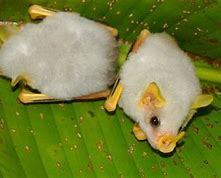 Image result for Honduran White Bat Wings