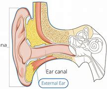 Image result for Outer Ear