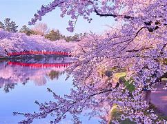 Image result for Japan Blossom Season