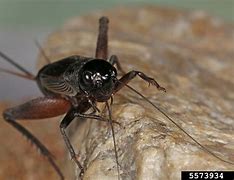 Image result for Field Cricket