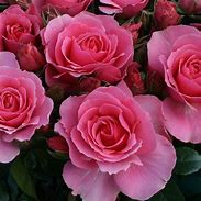 Image result for Pictures of a Rose for You