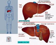 Image result for Sindirime Yardımcı Organlar