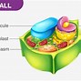 Image result for Cell Wall in Plants