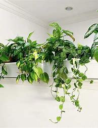 Image result for Hanging Plants Indoors