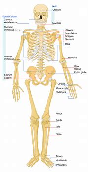 Image result for Human Skeleton Anatomy. Picture Front View