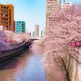 Image result for Japan Cherry Blossom Street