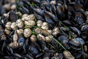 Image result for California Mussel