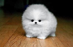 Image result for Funny Cute Baby Puppies