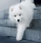 Image result for Samoyed Dog