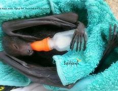 Image result for Evening Bat Baby