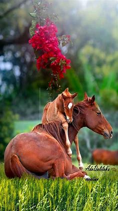 Sign in | Pretty horses, Cute baby horses, Cute horses