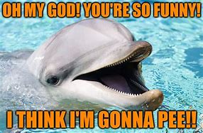 Image result for Dolphine Memes