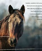 Image result for Good Memory of Horses
