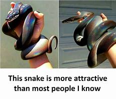 Image result for Snake Bat Meme