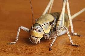 Image result for Types of Crickets