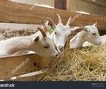 Image result for What Farm Animals Eat