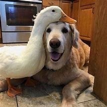 Image result for Wholesome Animals
