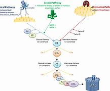 Image result for Complement Cascade Immune System