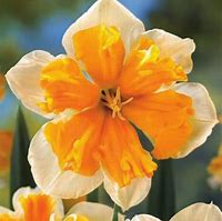 Image result for Narcissus Orangery