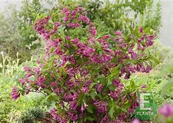 Image result for Weigela florida Korea